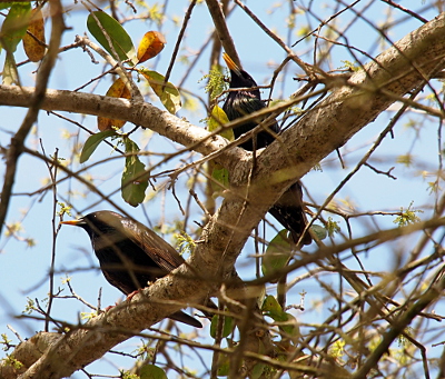 [Two birds perched in a tree with lots of branches so they are somewhat camoflauged. The birds ahve glossy black feathers and bright yellow beaks.]